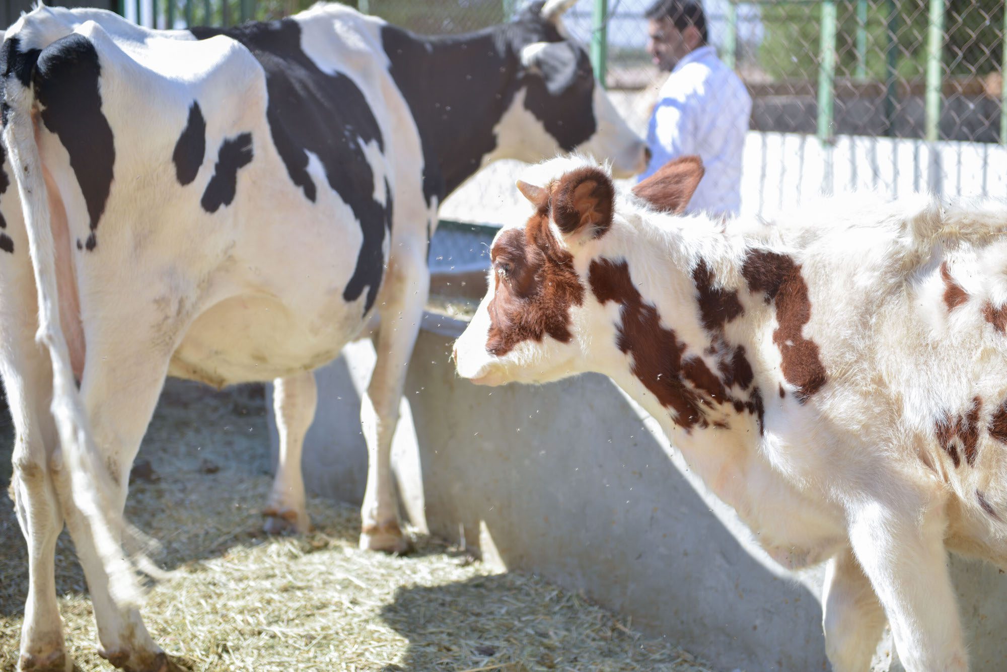 Cattle