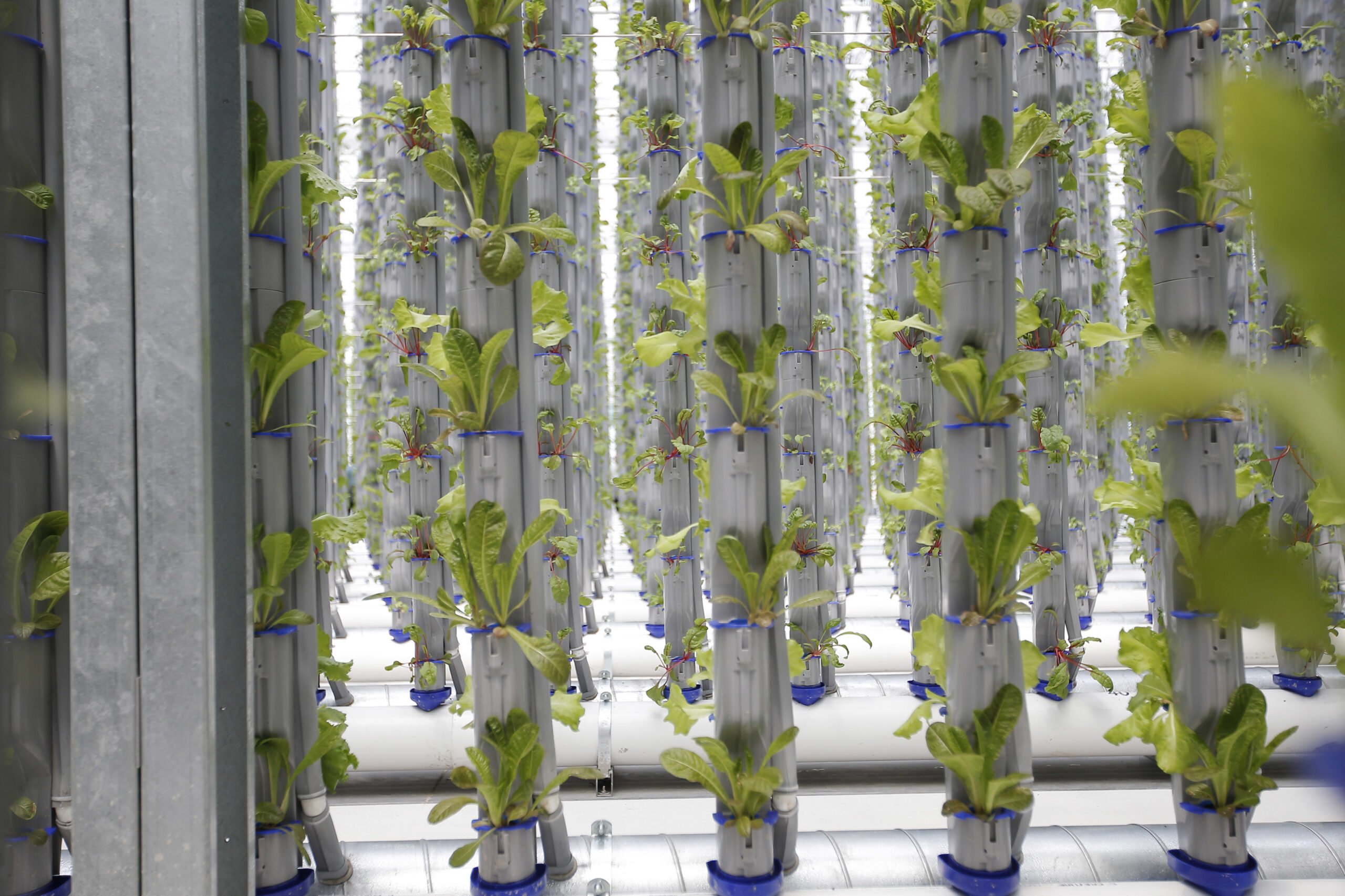 Rows of romaine lettuce grow at a vertical farm (Brandon Wade/AP Images for Eden Green)