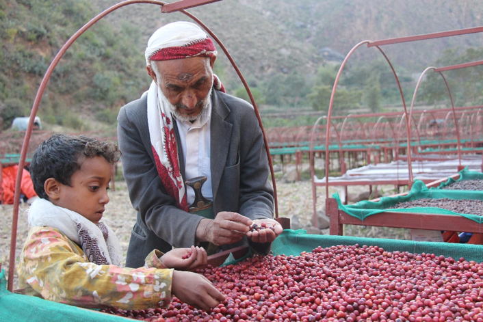Photo of Yemeni farmer Mohsen Ali teaching his grandson about ripeness of coffee cherries (Provided by Sabcomeed)