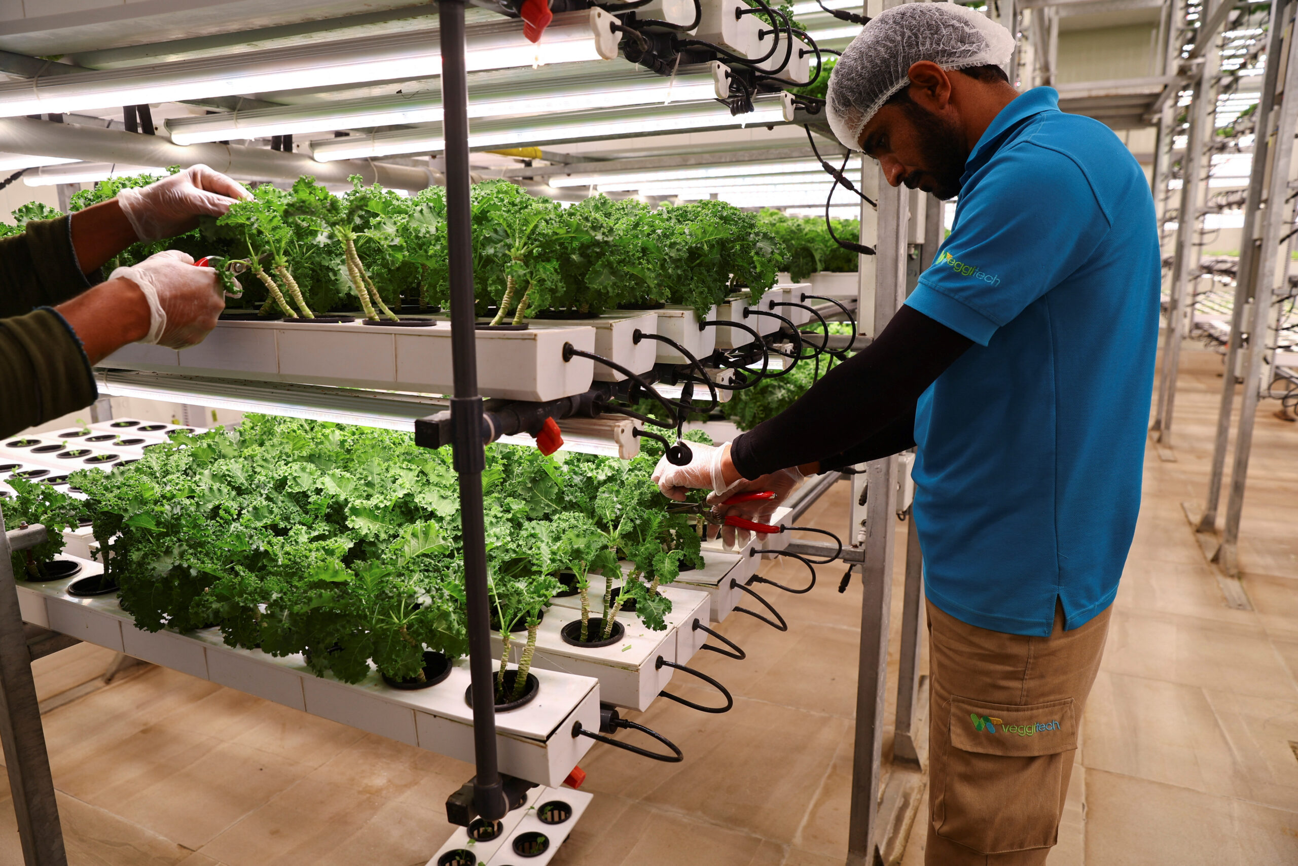 Workers harvest baby kale grown at the vertical nutrient film technique system at Veggietech, a startup farm that produces year-round crops using smart and sustainable farming technologies in the Sharjah desert, United Arab Emirates, February 1, 2023.
