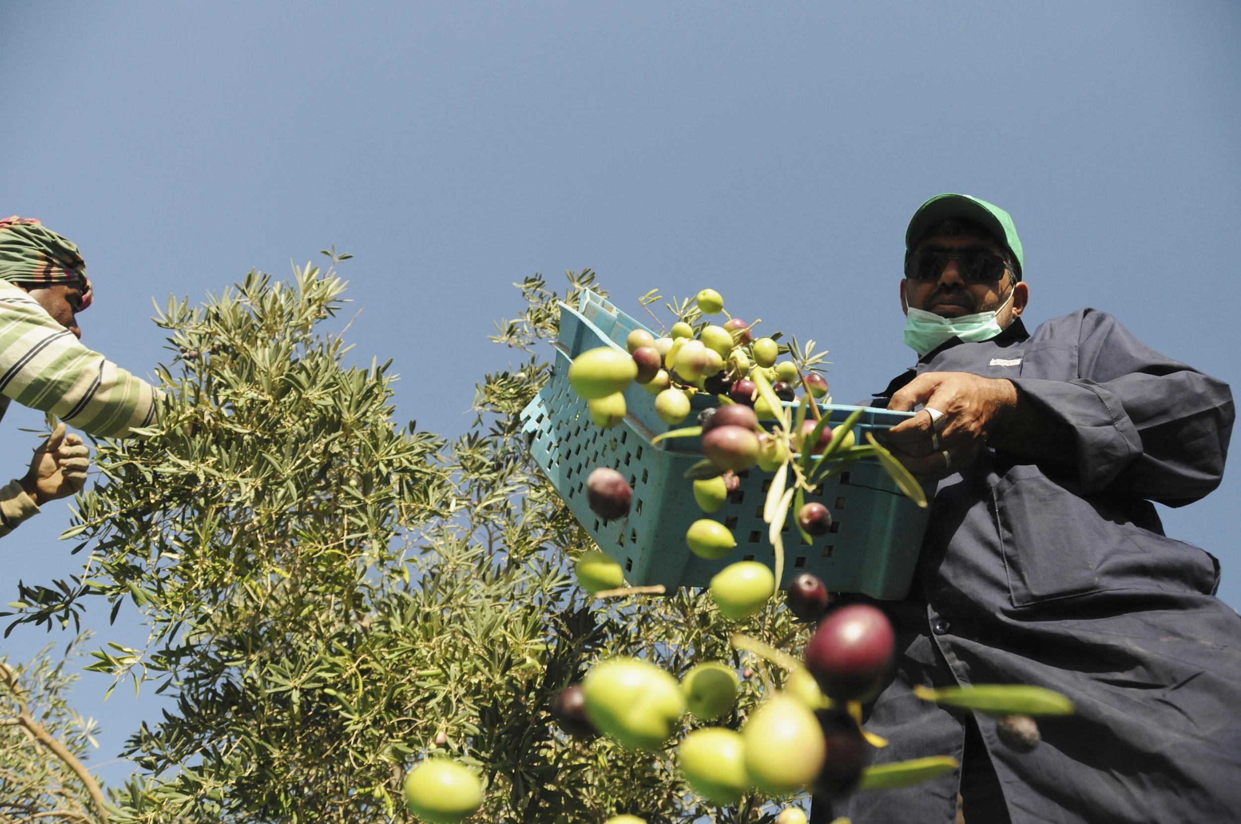 A worker pours olives out of a basket during harvest at a farm in Tabuk, Saudi Arabia, October 23, 2013. (REUTERS/Mohamed Al Hwaity)