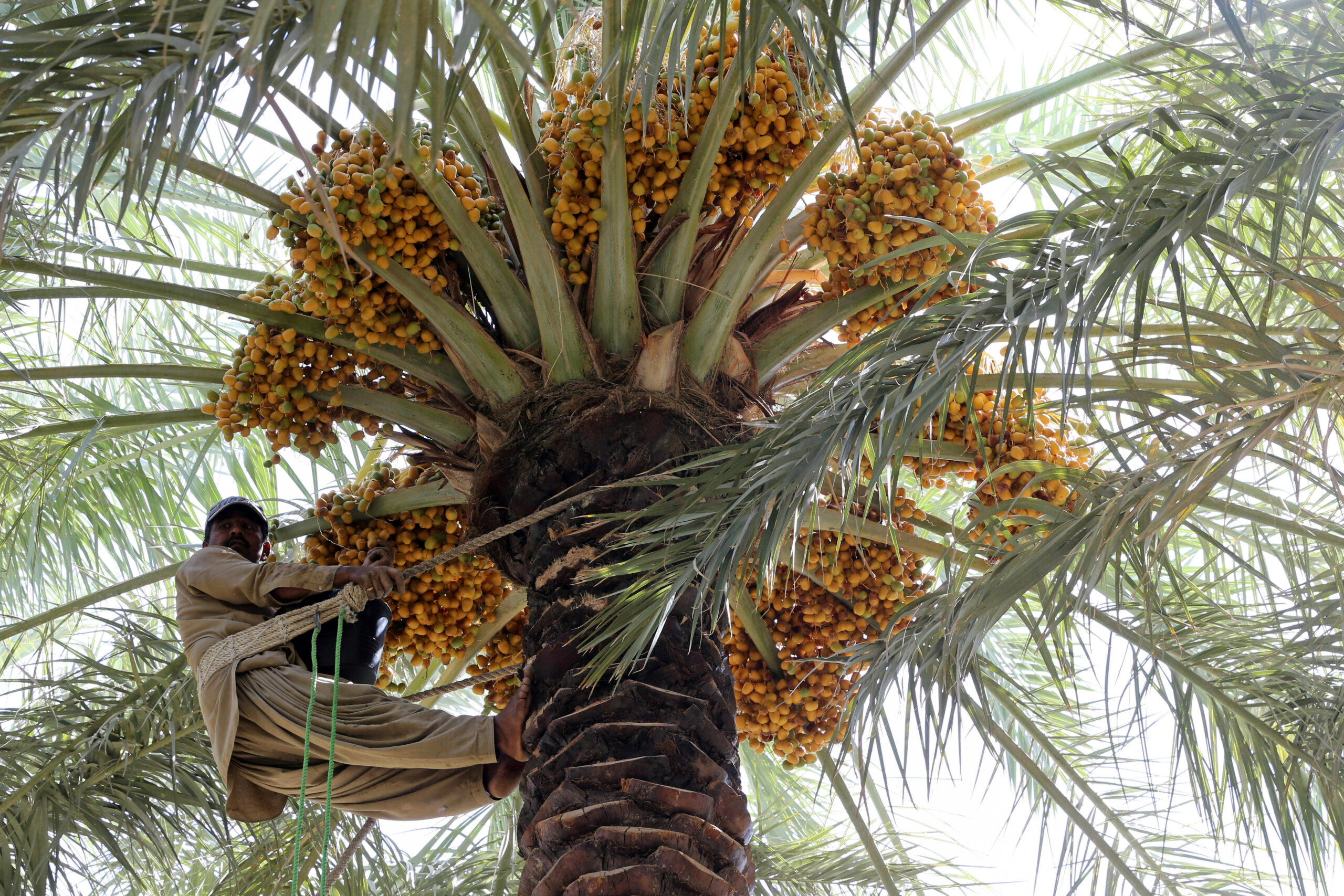 A worker collects dates from a palm tree during Unaizah Season for Dates, capital of Al-Qassim region, Saudi Arabia August 15, 2020. (REUTERS /Ahmed Yosri)