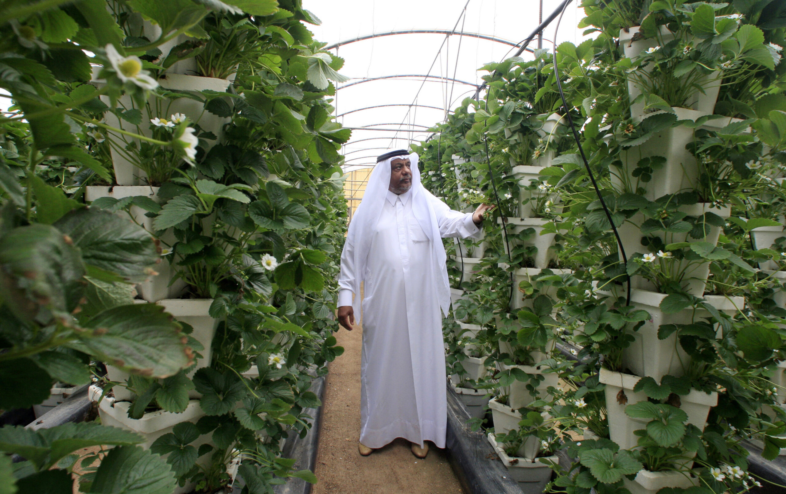 Abdullah Sulaiteen, chairman of the agriculture company SAIC, poses for a photograph in one of his greenhouses on his farm project in Umm Salal Mohammed, north of the capital Doha, January 31, 2011. (REUTERS/Mohammed Dabbous)