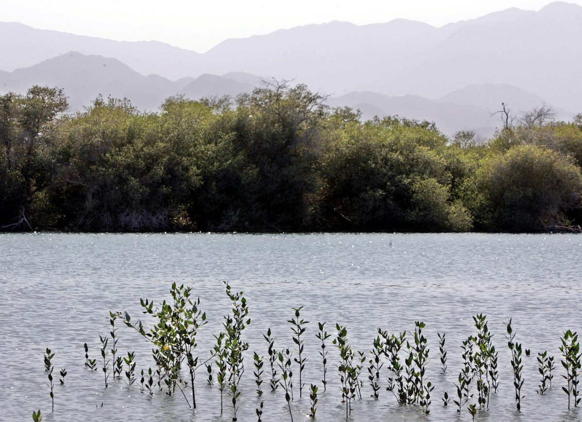 Mangroves in the ancient mangrove swamp Khor Kalba, United Arab Emirates, June 13, 2006 (AP Photo/Kamran Jebreili)