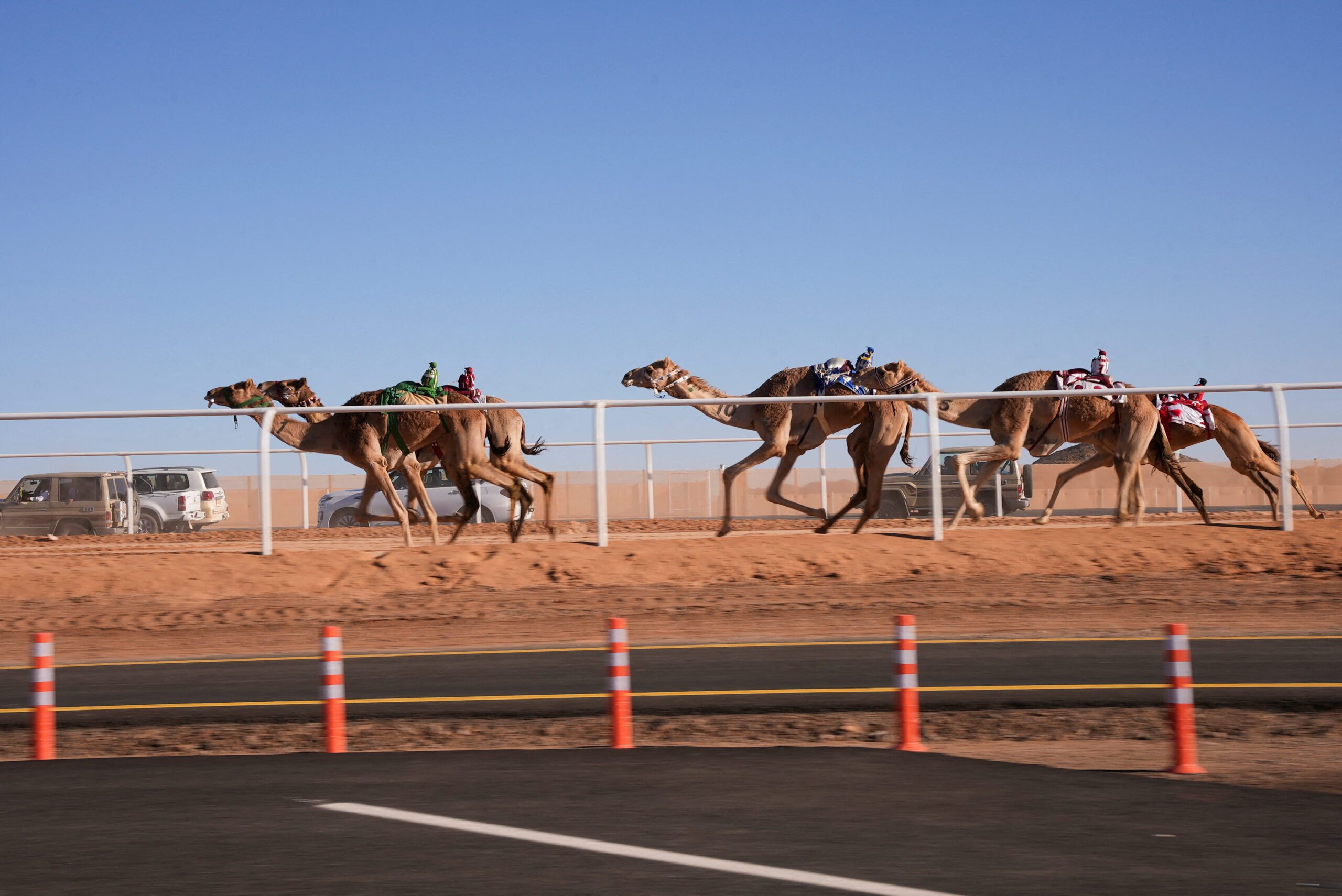Camels are seen in action during the final race at a camel race course in Al-Ula, Saudi Arabia, March 17, 2023. (REUTERS/Mohammed Bimansour)
